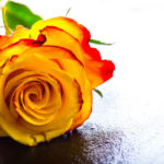 Las 10 flores más bonitas que significan amor eterno y amistad