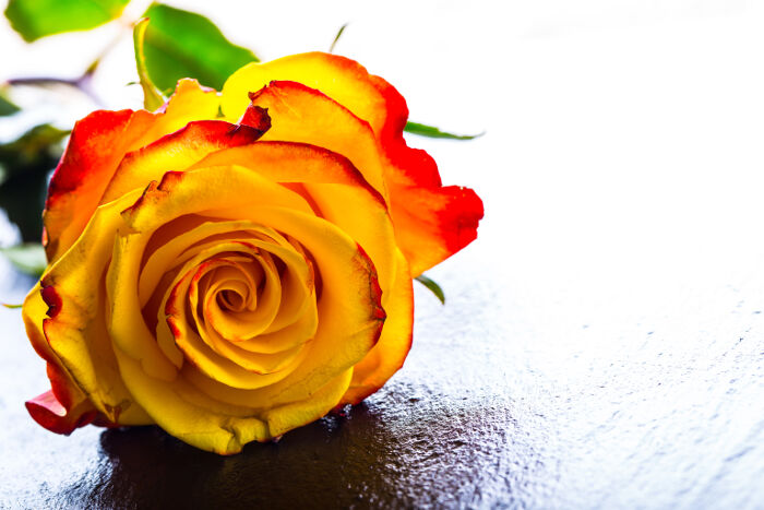 Las 10 flores más bonitas que significan amor eterno y amistad