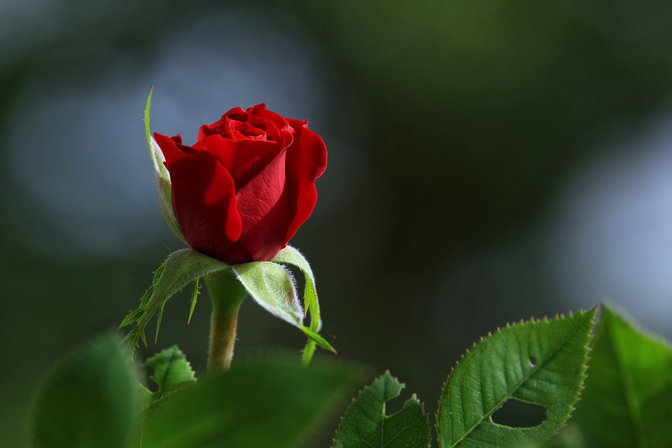 Las 100 mejores fotos e imagenes de flores de amor y de la naturaleza