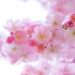 Significado de la flor de cerezo