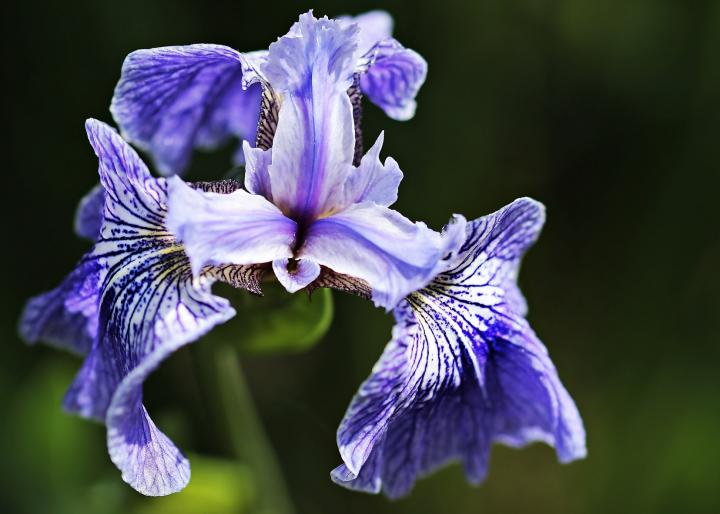 Significado de la flor de iris