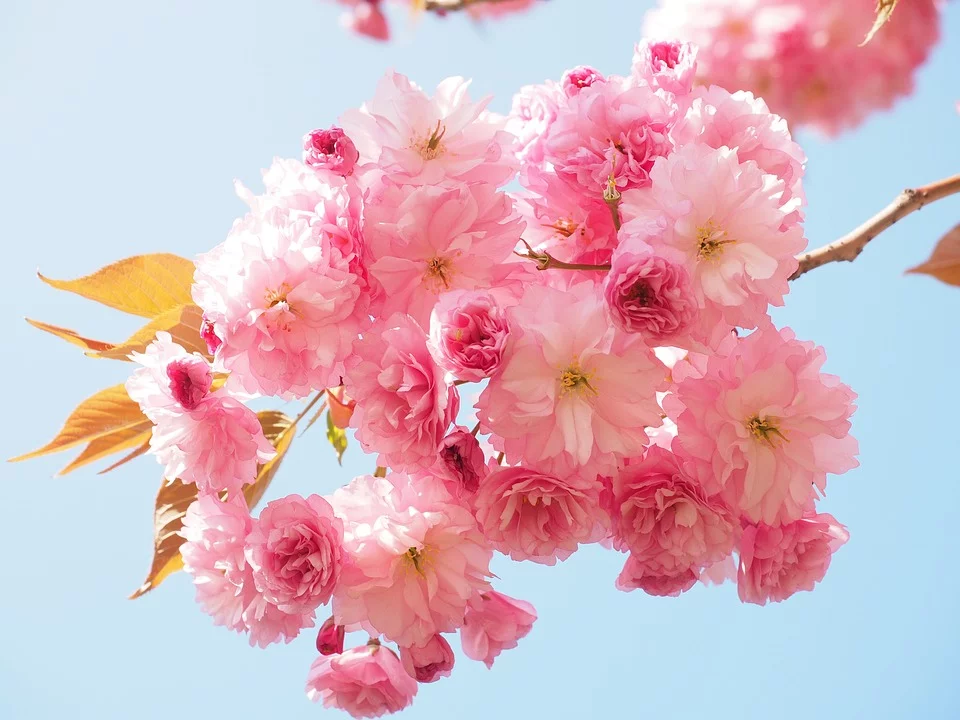Significado de la flores japonesas