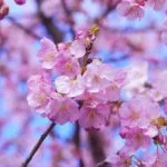 Significado de las flores japonesas
