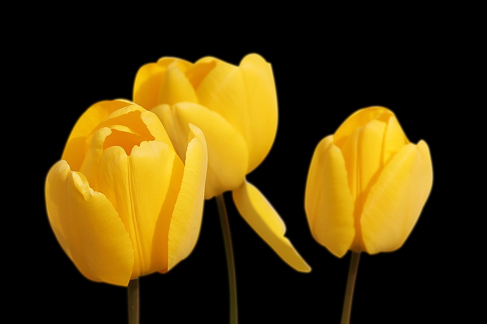 Significado de las flores amarillas