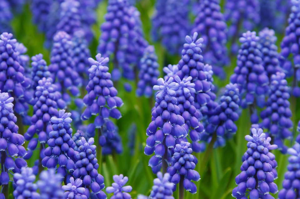 Significado de las flores azules