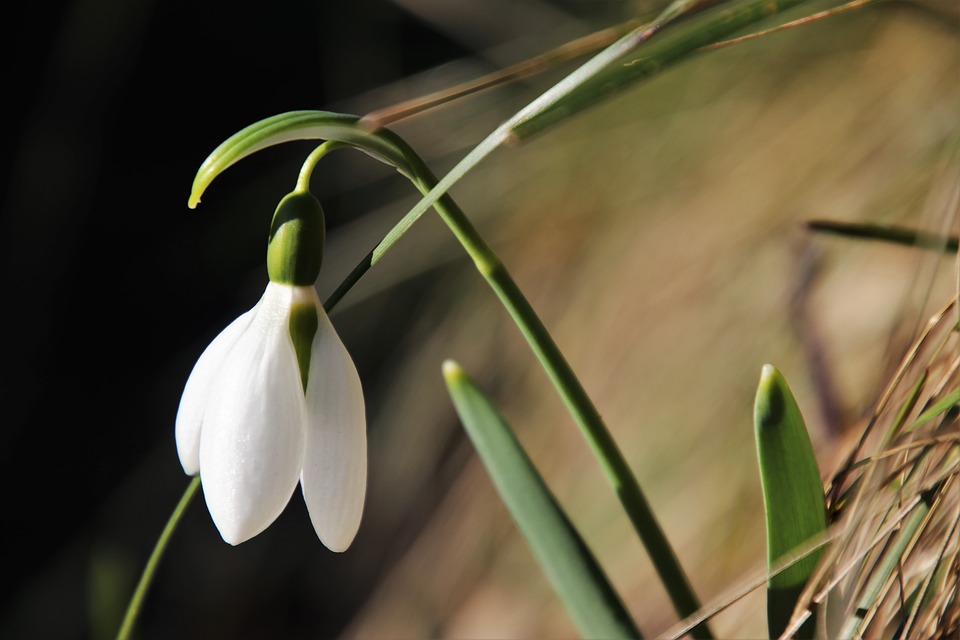 Significado de las flores blancas