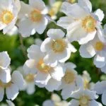 Significado de las flores blancas