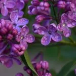 Significado de las flores lilas