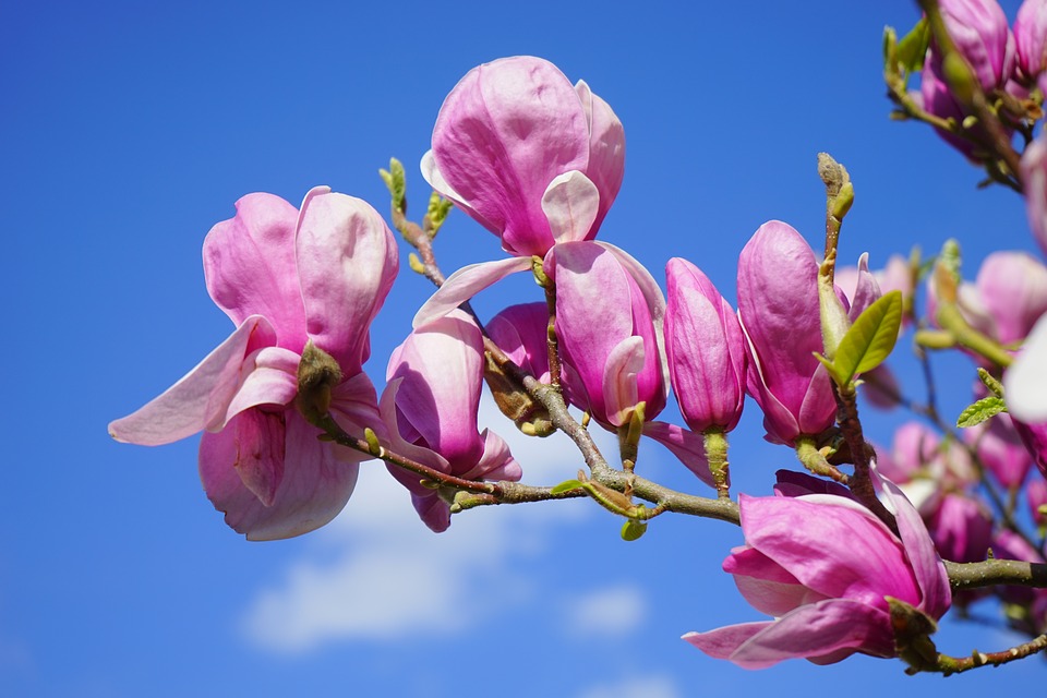 Significado de las magnolias