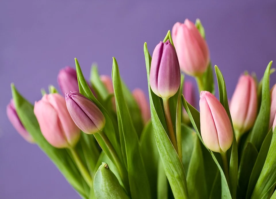 Significado de los tulipanes