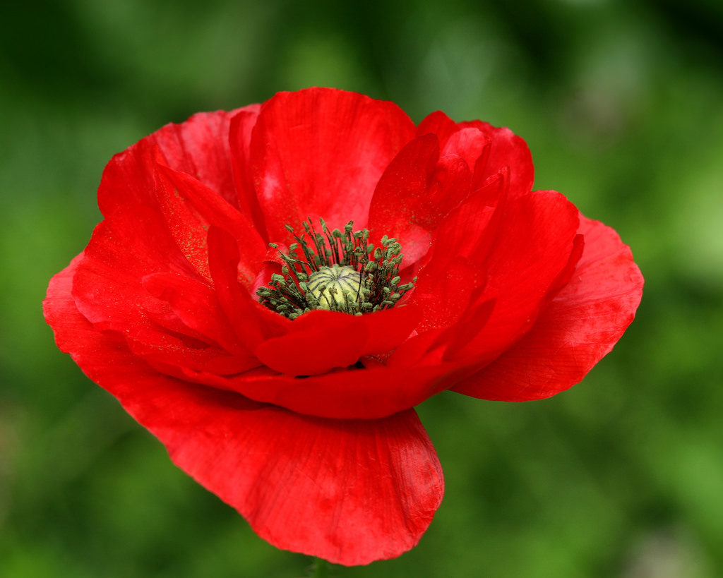 Poppy flower meaning