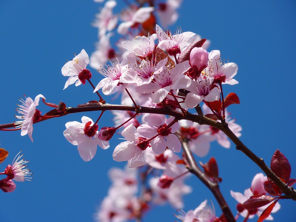 Cherry blossom meaning