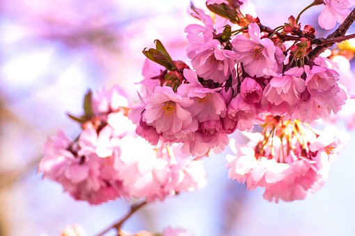 Cherry blossom meaning