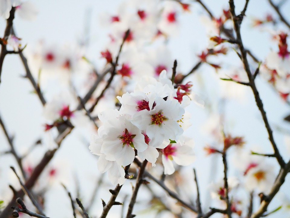 Meaning of the almond blossom